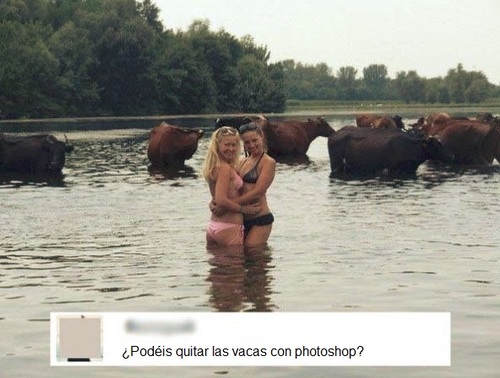 vacas1