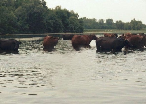 vacas2